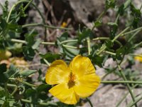 Glaucium flavum 8, Gele hoornpapaver, Saxifraga-Branko Bakan : slike