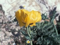 Glaucium flavum 9, Gele hoornpapaver, Saxifraga-Jan van der Straaten