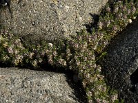 Glaux maritima 11, Melkkruid, Saxifraga-Jan van der Straaten