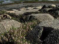 Glaux maritima 12, Melkkruid, Saxifraga-Jan van der Straaten