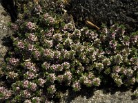 Glaux maritima 14, Melkkruid, Saxifraga-Jan van der Straaten