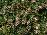 Glaux maritima 2, Melkkruid, Saxifraga-Willem van Kruijsbergen