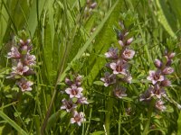 Glaux maritima 22, Melkkruid, Saxifraga-Jan van der Straaten