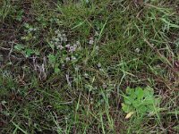 Glaux maritima 25, Melkkruid, Saxifraga-Hans Boll