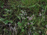 Glaux maritima 26, Melkkruid, Saxifraga-Hans Boll