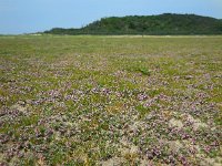 Glaux maritima 34, Melkkruid, Saxifraga-Ed Stikvoort