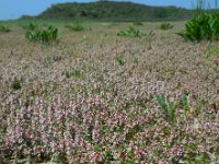 Glaux maritima 35, Melkkruid, Saxifraga-Ed Stikvoort