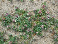 Glaux maritima 36, Melkkruid, Saxifraga-Ed Stikvoort