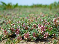 Glaux maritima 37, Melkkruid, Saxifraga-Ed Stikvoort