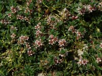 Glaux maritima 5, Melkkruid, Saxifraga-Willem van Kruijsbergen