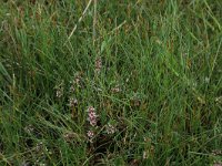 Glaux maritima 55, Melkkruid, Saxifraga-Hans Boll