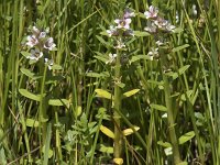 Glaux maritima 58, Melkkruid, Saxifraga-Willem van Kruijsbergen