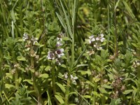 Glaux maritima 59, Melkkruid, Saxifraga-Willem van Kruijsbergen