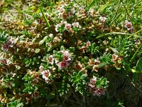 Glaux maritima 62, Melkkruid, Saxifraga-Hans Grotenhuis