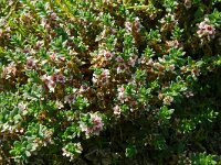 Glaux maritima 63, Melkkruid, Saxifraga-Hans Grotenhuis