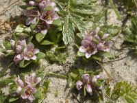 Glaux maritima 8, Melkkruid, Saxifraga-Jan van der Straaten