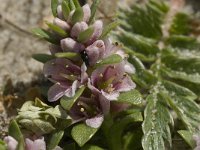 Glaux maritima 9, Melkkruid, Saxifraga-Jan van der Straaten