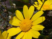 Glebionis coronaria 10, Gekroonde ganzenbloem, Saxifraga-Rutger Barendse