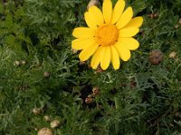 Glebionis coronaria 14, Gekroonde ganzenbloem, Saxifraga-Ed Stikvoort