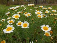 Glebionis coronaria 15, Gekroonde ganzenbloem, Saxifraga-Ed Stikvoort