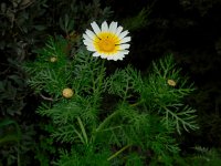 Glebionis coronaria 18, Gekroonde ganzenbloem, Saxifraga-Ed Stikvoort