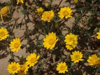 Glebionis coronaria 5, Gekroonde ganzenbloem, Saxifraga-Jan van der Straaten