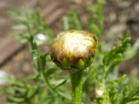 Glebionis coronaria 7, Gekroonde ganzenbloem, Saxifraga-Rutger Barendse