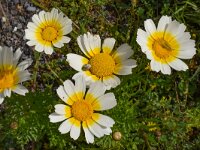 Glebionis coronaria var discolor 22, Saxifraga-Harry Jans