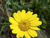 Corn marigolds (Glebionis segetum); close up  Corn marigolds (Glebionis segetum); close up : flower, flora, floral, nature, natural, growth, beauty in nature, summer, summertime, petal, petals, outside, outdoor, nobody, no people, corn daisy, Corn marigolds, Glebionis segetum, yellow, plant, plants, vascular plant, close up, macro