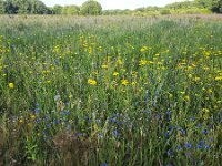 Corn flowers (Centaurea cyanus) and  Corn marigolds (Glebionis segetum) in field of rye  Corn flowers (Centaurea cyanus) and  Corn marigolds (Glebionis segetum) in field of rye : flower, flora, floral, nature, natural, growth, spring, springtime, beauty in nature, summer, summertime, petal, petals, outside, outdoor, nobody, no people, corn flower, corn daisy, Centaurea cyanus, Corn marigolds, Glebionis segetum, rye, yellow, blue, corn, grain, arable land, crop, colorful, flowery, plant, plants, vascular plant