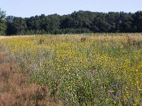 Corn flowers (Centaurea cyanus) and  Corn marigolds (Glebionis segetum) in field of rye  Corn flowers (Centaurea cyanus) and  Corn marigolds (Glebionis segetum) in field of rye : flower, flora, floral, nature, natural, growth, spring, springtime, beauty in nature, summer, summertime, petal, petals, outside, outdoor, nobody, no people, corn flower, corn daisy, Centaurea cyanus, Corn marigolds, Glebionis segetum, rye, yellow, blue, corn, grain, arable land, crop, colorful, flowery, plant, plants, vascular plant