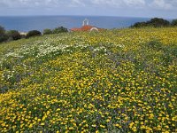 Glebionis segetum 17, Gele ganzenbloem, Saxifraga-Harry Jans