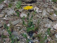 Glebionis segetum 3, Gele ganzenbloem, Saxifraga-Ed Stikvoort