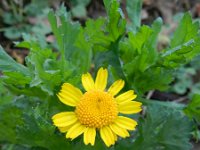 Glebionis segetum 4, Gele ganzenbloem, Saxifraga-Rutger Barendse