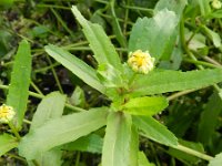 Glebionis segetum 5, Gele ganzenbloem, Saxifraga-Rutger Barendse