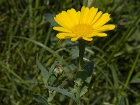 Glebionis segetum 8, Gele ganzenbloem, Saxifraga-Jan van der Straaten