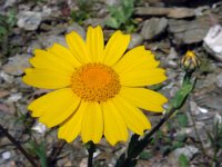 Glebionis segetum 9, Gele ganzenbloem, Saxifraga-Ed Stikvoort