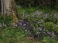 Glechoma hederacea 22, Hondsdraf, Saxifraga-Hans Boll