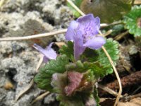 Glechoma hederacea 27, Hondsdraf, Saxifraga-Rutger Barendse