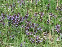 Glechoma hederacea 30, Hondsdraf, Saxifraga-Mark Zekhuis