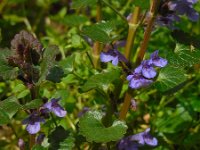 Glechoma hederacea 31, Hondsdraf, Saxifraga-Ed Stikvoort