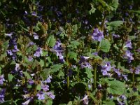 Glechoma hederacea 37, Hondsdraf, Saxifraga-Ed Stikvoort