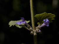 Glechoma hederacea 9, Hondsdraf, Saxifraga-Willem van Kruijsbergen