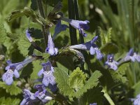 Glechoma hederacea ssp hederacea 3, Hondsdraf, Saxifraga-Jan van der Straaten