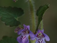 Glechoma hederacea ssp hederacea 6, Hondsdraf, Saxifraga-Jan van der Straaten