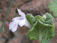 Glechoma hirsuta 2, Saxifraga-Rutger Barendse