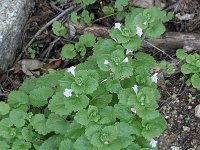 Glechoma hirsuta 3, Saxifraga-Rutger Barendse