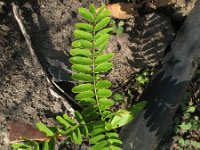 Gleditsia triacanthos 2, Valse christusdoorn, Saxifraga-Rutger Barendse