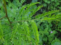 Gleditsia triacanthos 3, Valse christusdoorn, Saxifraga-Rutger Barendse