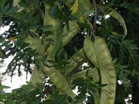 Gleditsia triacanthos 5, Valse christusdoorn, Saxifraga-Rutger Barendse